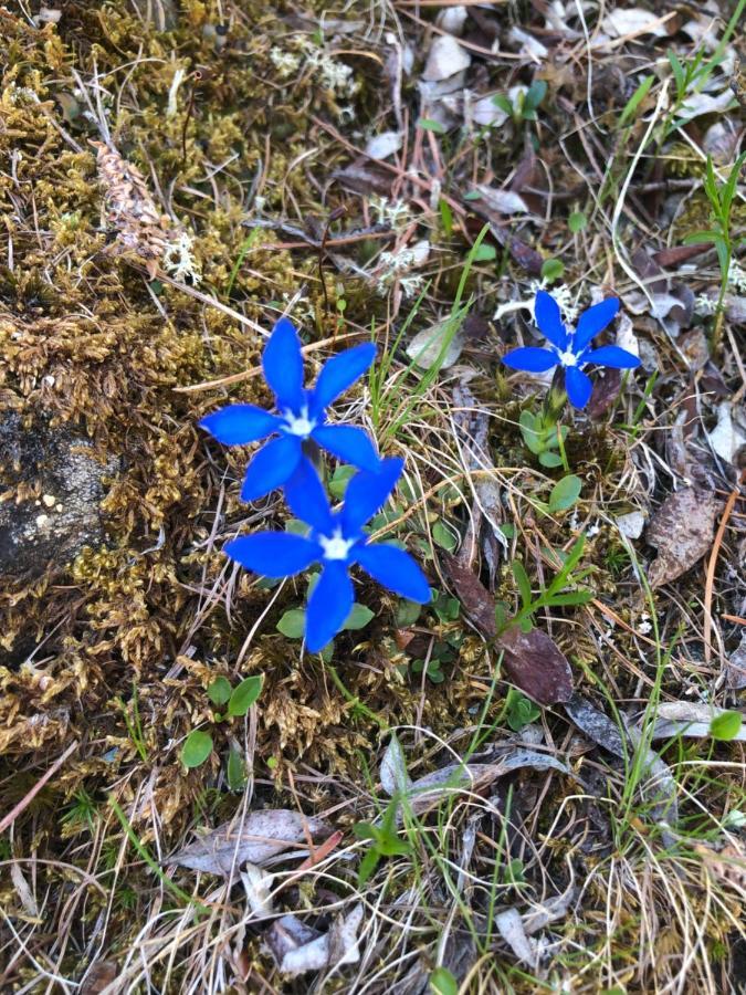 Haus Oasis Apartman Zermatt Kültér fotó